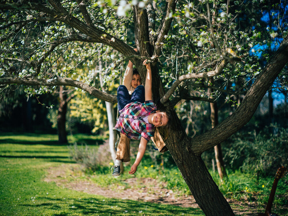 Two children hanging upside down from the branches of a blossoming fruit tree